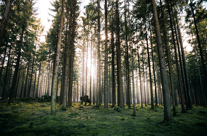 Gamta čia pat, o miestas – už kampo